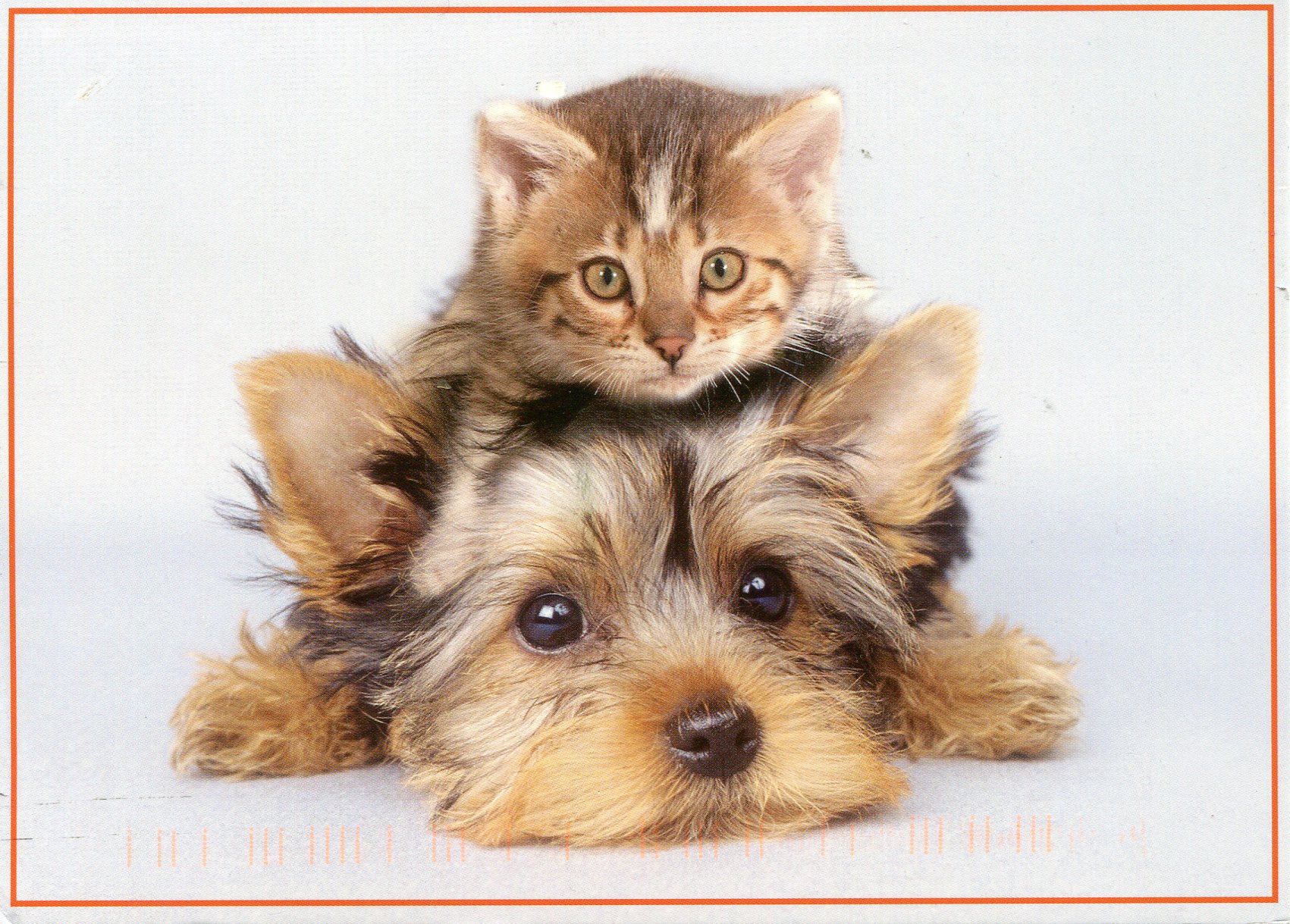 norway-kitten-and-puppy.jpg