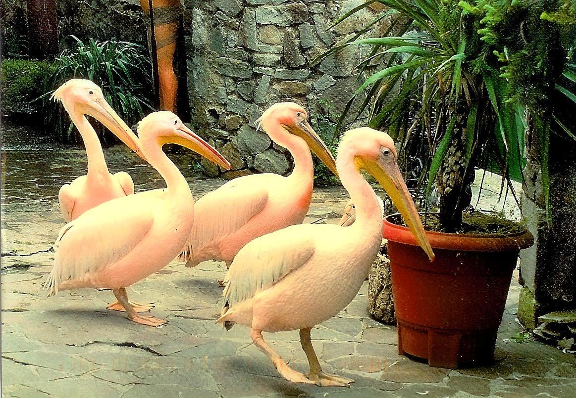 Розовый пеликан красная. Розовый Пеликан гнездовье. Мандра Фламинго Пеликаны. Африканский розовый Пеликан. Розовый Пеликан Астраханской области.