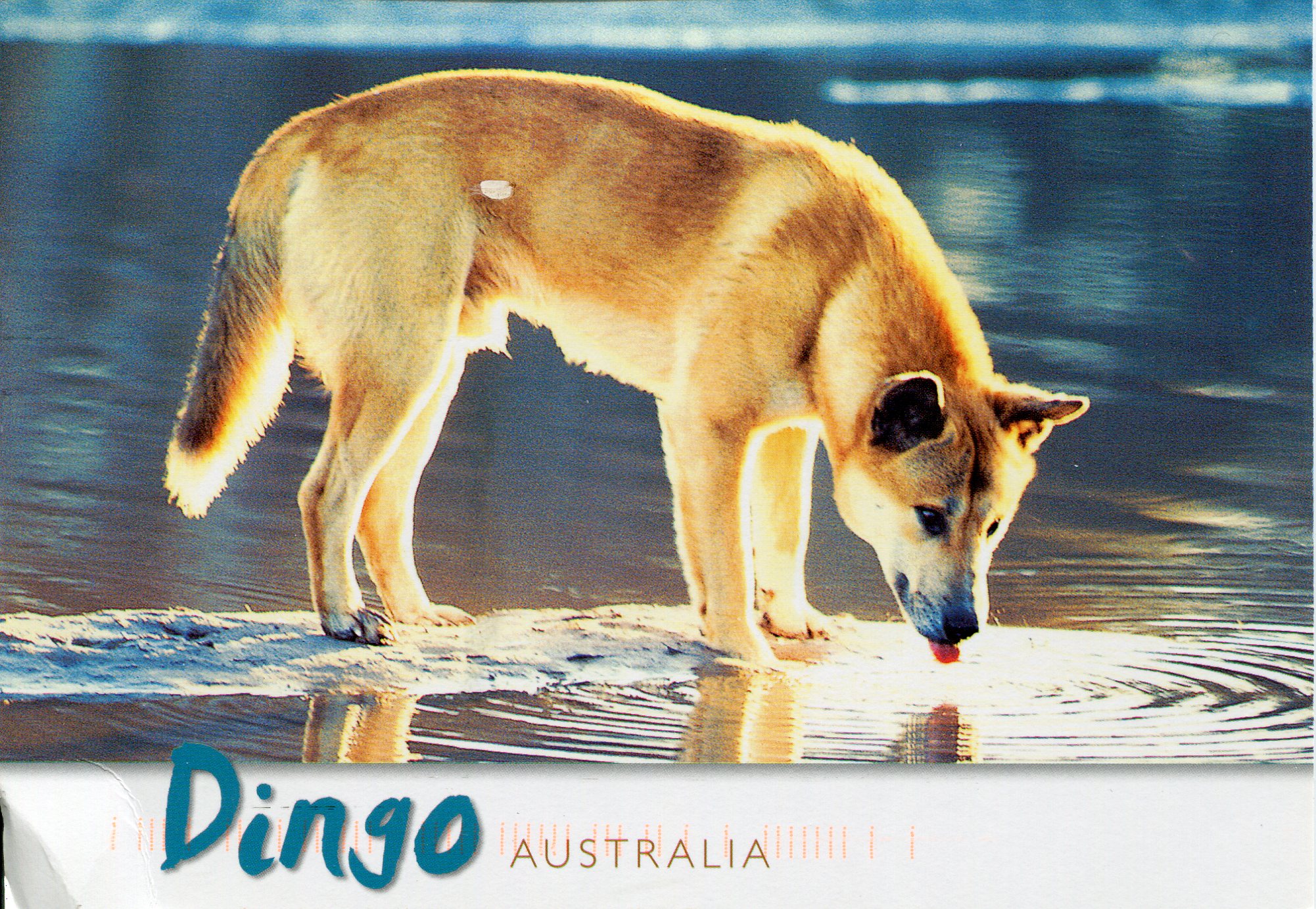 Дикая собака динго урок 6 класс. Собака Динго. Дикая собака Динго. Собака Динго и кенгуру. Австралийский Динго.